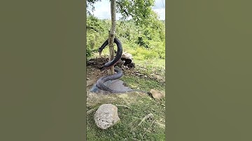 snake hugging the tree #shorts
