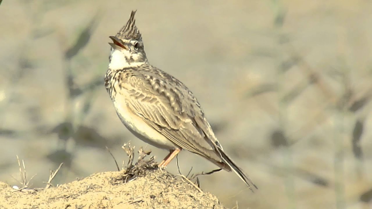 Crested LarkCallDubai YouTube