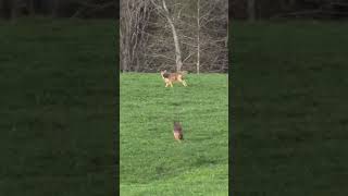 #coyote #hunting #coyotes #dog #hunters #huntingdog #wildlife #nature #hunter #adventure #outdoors