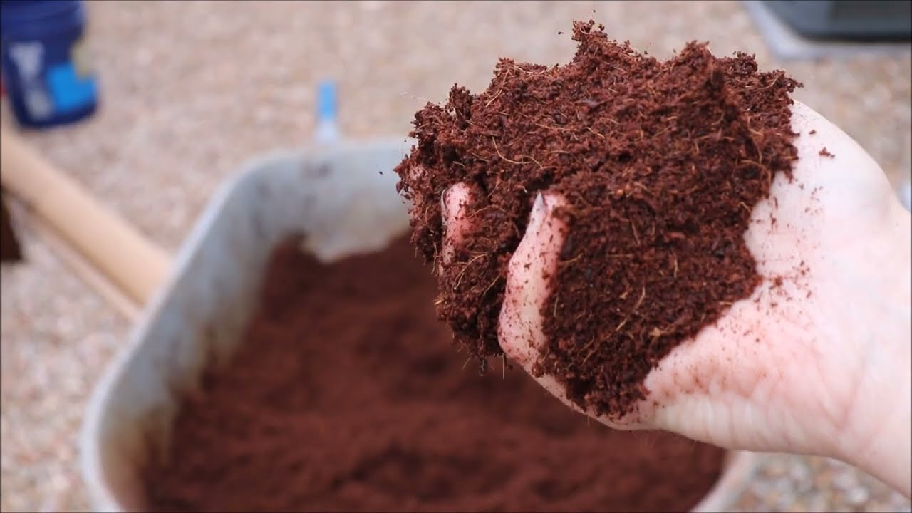 Как укоренить черенки инжира — день 1