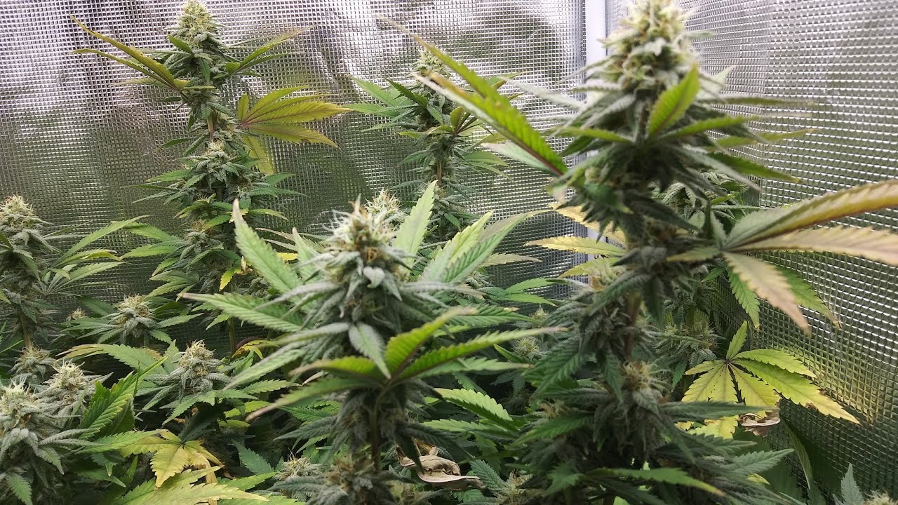 Week 6 of Flower, Witches Fruit, Mars Hydro SP250 & TS1000