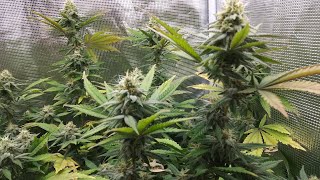 Week 6 of Flower, Witches Fruit, Mars Hydro SP250 & TS1000