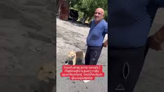 Thumbnail for Դեպքի արդյունքում շունը տարբեր աստիճանի մարմնական վնասվածքներ է ստացել։