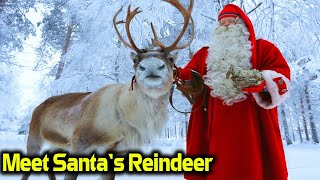Meet Santa's Reindeer Christmas stories for kids Storie in inglese christmas story read aloud