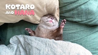カワウソコタローとハナ　布団に入って来て腕抱っこから仰向けで寝る赤ちゃん　Otter Hana Sleeping Like a Human In Bed