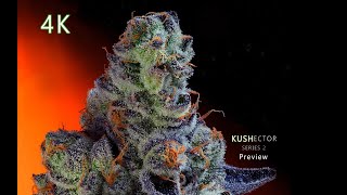 Kushector Series 2 Art Preview - Singapore Sling 4k Animation Image