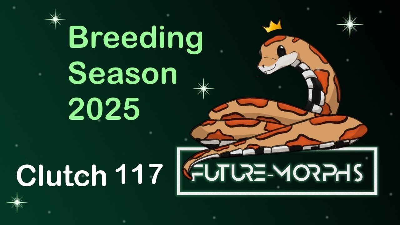 Clutch 117: Small Patches on Butter Palmetto | Future-Morphs