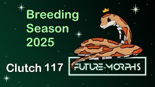 Clutch 117 Small Patches On Butter Palmetto Future-Morphs