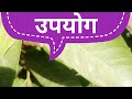 नरम मुलायम त्वचा कैसे बनाएं//बेदाग खूबसूरत त्वचा के लिए घरेलू नुक्सा#short #skin care # चेहरे की चमक
