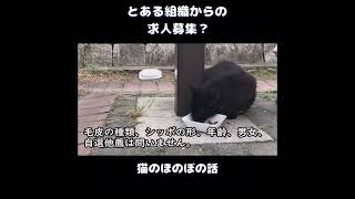 【猫のほのぼの話】とある組織からの求人募集?＃ねこぬこにゃんこ #猫 #猫の話 ＃ほのぼの ＃shorts
