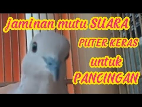 LOMBA 17 AGUSTUS YANG LAGI VIRAL NGAKAK‼️🤣KUK..GERUUK..KUK GERUK.!!!