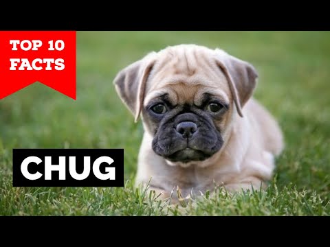 Βίντεο: Ποιες είναι οι γνωστικές ικανότητες ενός σκύλου;