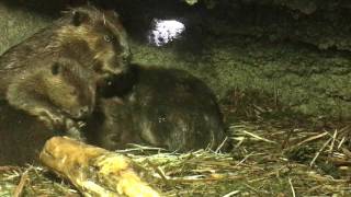 Baby Beaver Triplets At Northwest Trek