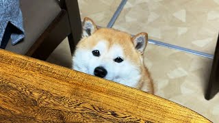 たまご蒸しパンを見つけた柴犬