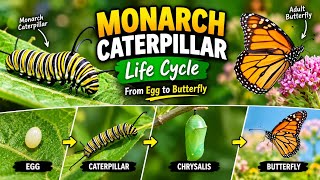 Details Monarch Caterpillar Life Cycle 🐛🦋 | From Egg to Butterfly | Amazing Insect Documentary Update