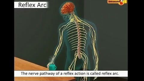 Biology : Reflex action & Reflex arc | Learn through animated videos