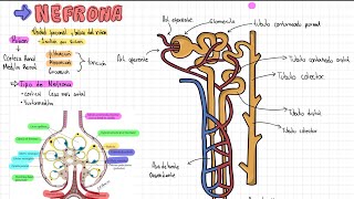 Anatomy of the Nephron // Nephrology // Parts of the Kidney // Anatomy for Students Anatomy of the Nephron // Nephrology // Parts of the Kidney // Anatomy for Students