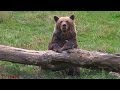 À PAS D'OURS - L'équipe Ours et le Réseau Ours Brun - DER ONCFS - Ariège - FAUNE Pyrénées - Tv Izard