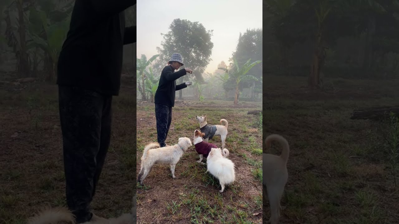 Cloudy Morning with My Cute Pets | Peaceful Live ☁️🐾