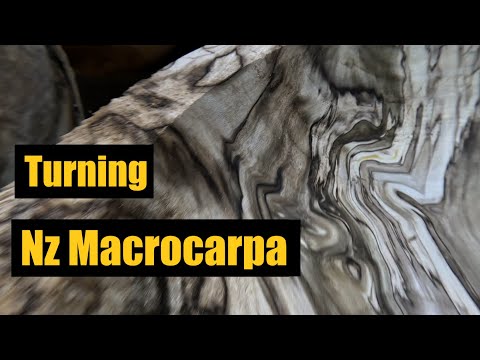 Video: Este macrocarpa originară din Noua Zeelandă?