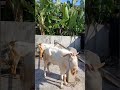 Harga Istimewa Kambing bur Ganteng #kambing #kambingdijualmurah #kambingetawa #krishna #ternak #goat