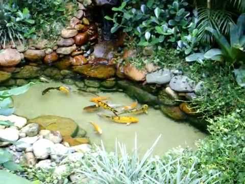 Lago ornamental ( 02 ) clesio em joinville sc youtube Cascata em lago ornamental