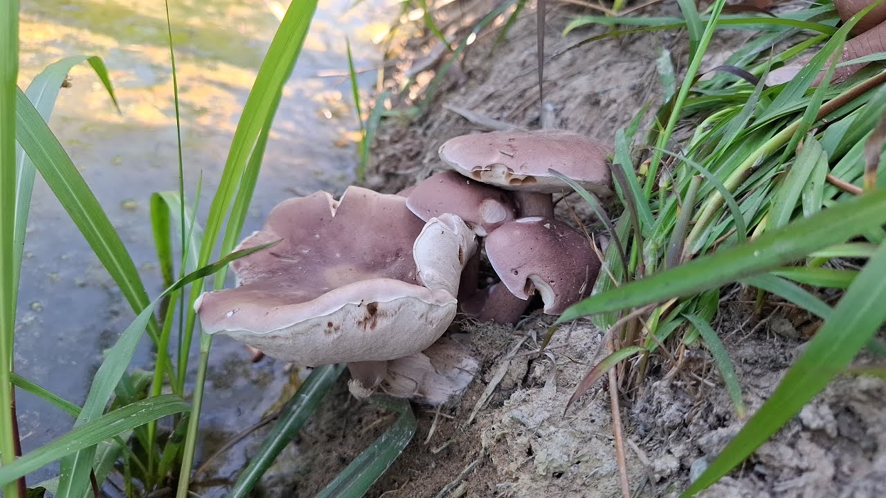 ทีเด็ดวันนี้คลิปสั้น. เจอเห็ดเสม็ดนาปรังเยอะมากกครับ