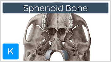 Où se trouve le sinus sphénoïdal ?