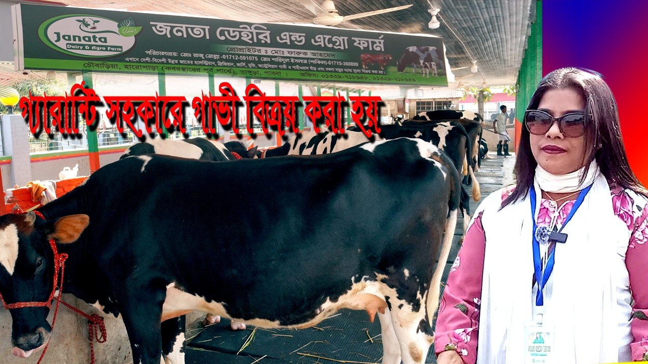 গ্যারান্টি সহকারে গাভী বিক্রয় করা হয়, Cows are sold with a guarantee.