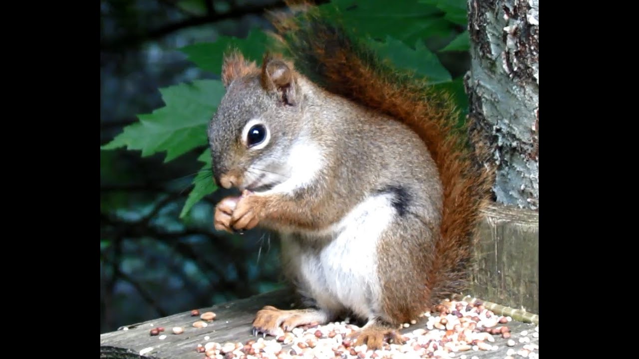 Squirrel With Hiccups YouTube