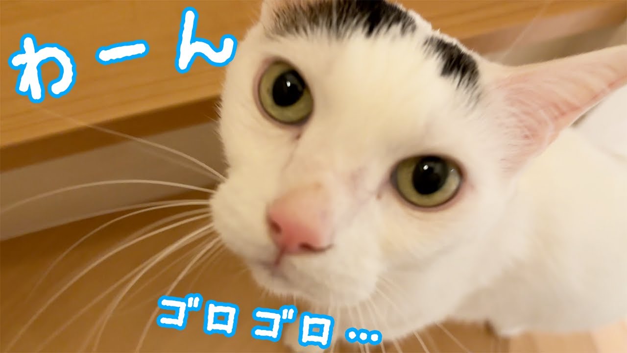 チロさんが「わーん」と鳴きながら甘える日ｗ