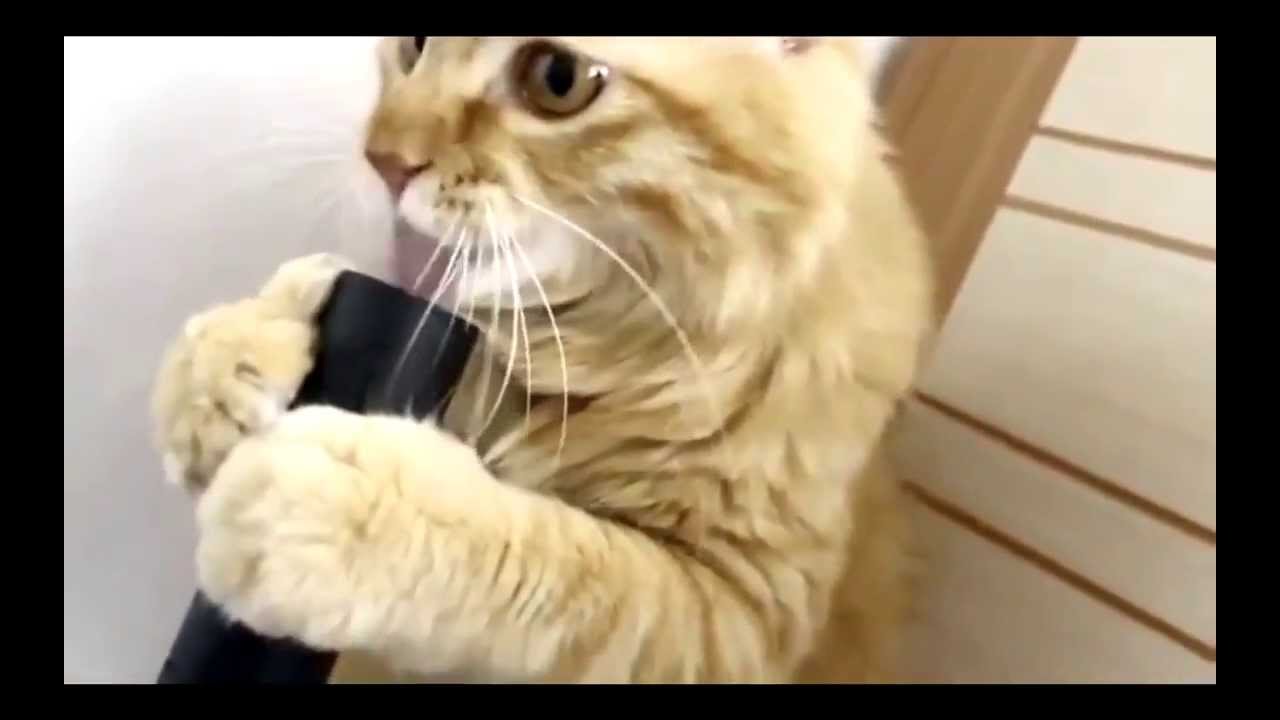Cat licking vacuum cleaner YouTube