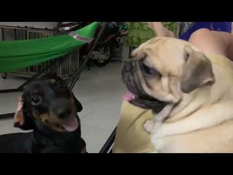 面白い 犬 の 動画