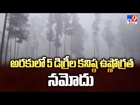 Cold Waves in AP  : అరకులో 5 డిగ్రీల కనిష్ఠ ఉష్ణోగ్రత నమోదు   - TV9 - TV9