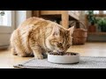 BALANCED MEALS FOR CATS
