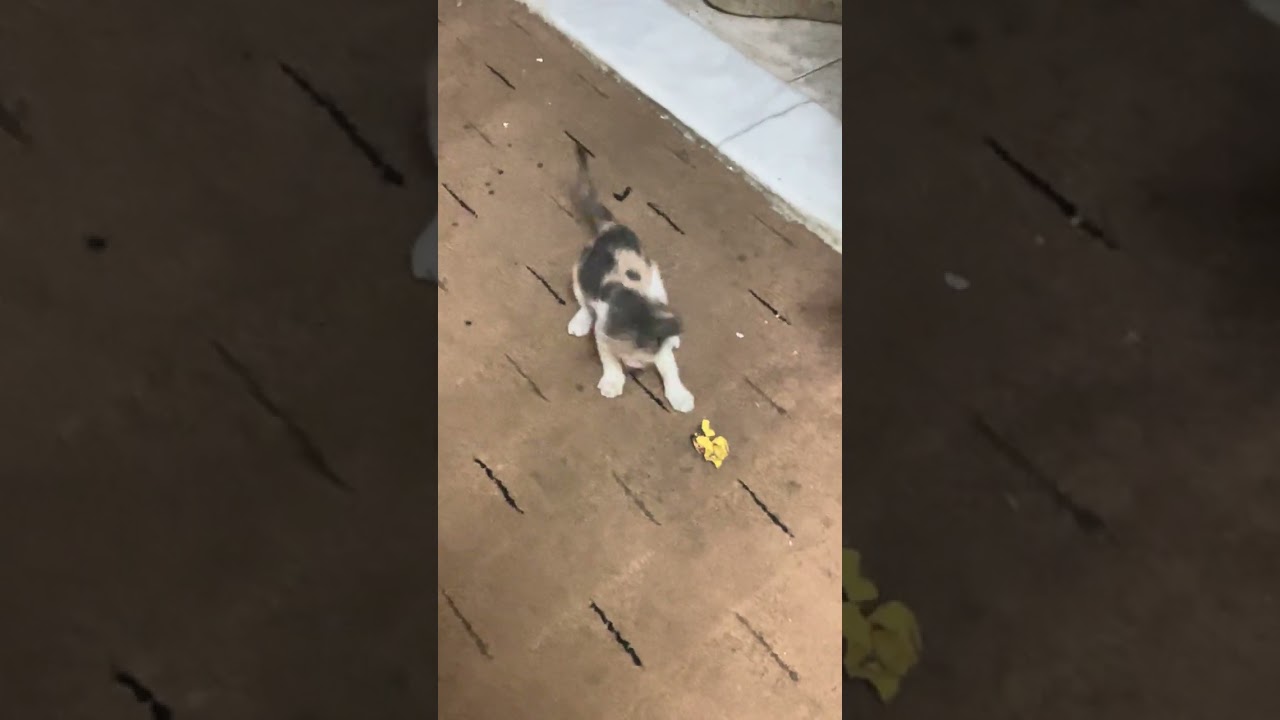 قطة سعودية صغيرة تخطف القلوب  Cute Saudi Kitten أجمل قطة سعودية صغيرة لحظات لطيفة جداً 