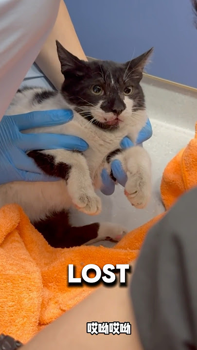 Man Nearly Lost His Life To Save An Angry Cat❤️#cats #animalrescue #catshorts