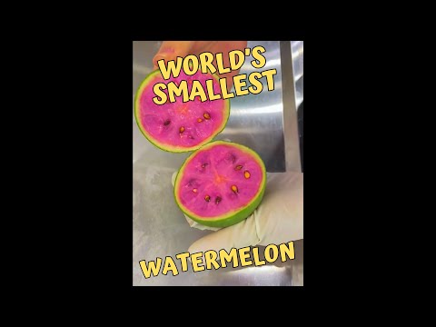 World’s smallest watermelon