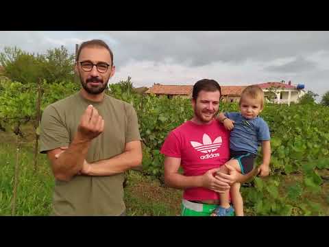 ვიდეო: ყურძნის საუკეთესო ჯიშები ღვინოების დასამზადებლად