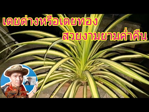 ผลสลากกินแบ่งรัฐบาล วันที่ 1 พย. 2567