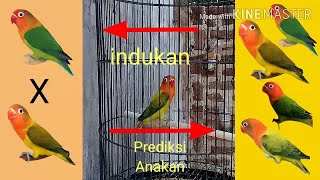 CETAK LOVEBIRD BIOLA JACKPOT dari ternak indukan split biola