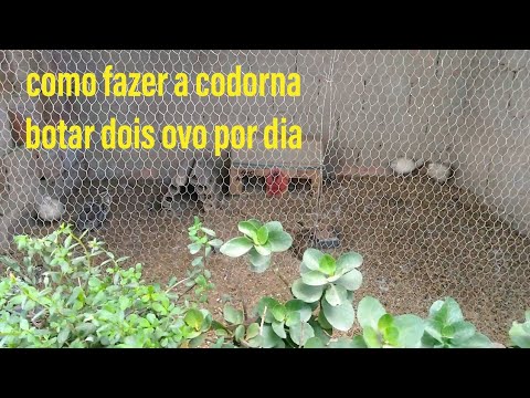 como fazer a codorna botar dois ovo por dia - YouTube
