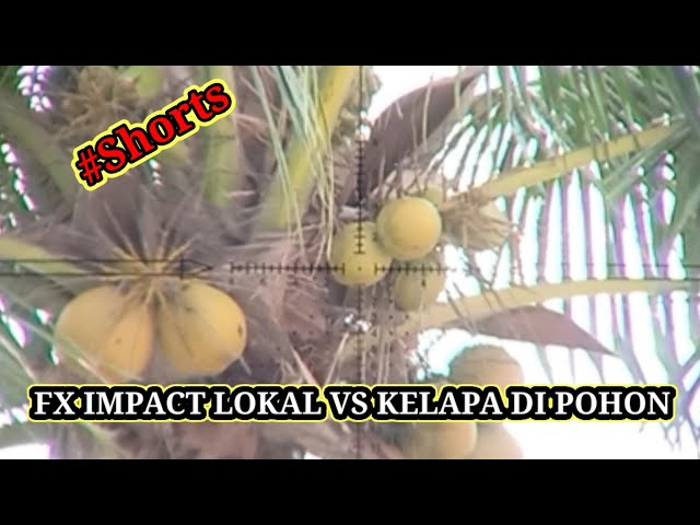 FX IMPACT LOKAL VS KELAPA DI POHON#Shorts class=