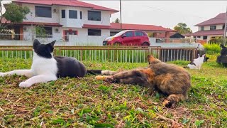 Such a Lovely Day, bringing my Cats outside,they love watching cara passing by🥰 #meow #catvideos by Brunei Cat Lovers 279 views 1 year ago 5 minutes
