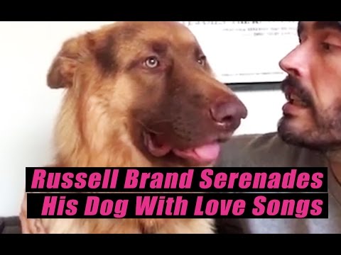 Russell Brand Serenades His Dog With Love Songs