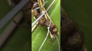 dân vừa tìm được 1 củ sâm rừng 400 gam #Sâm_ngọc_linh_rừng #sâm_rừng_Lai_Châu #sâm_ngọc_linh_rừng