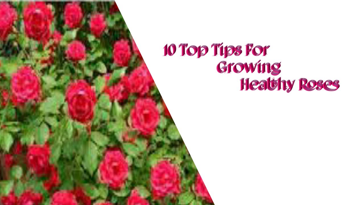 Rose grow well healthy plants Tips YouTube
