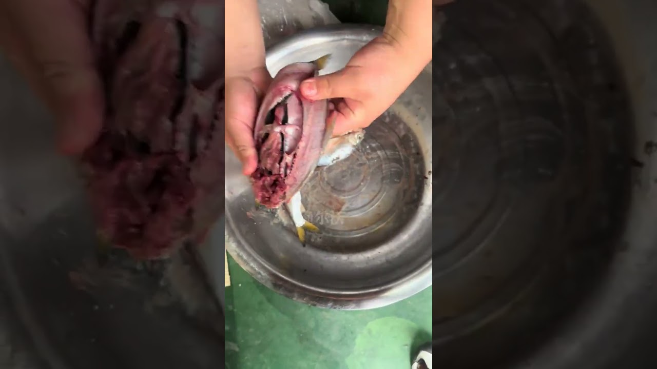 fish killing machine