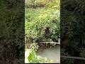 detik detik straike ikan besar
