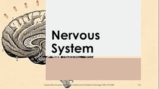 Basic Anatomy & Physiology 08 | NERVOUS SYSTEM   Reference   Seeley's